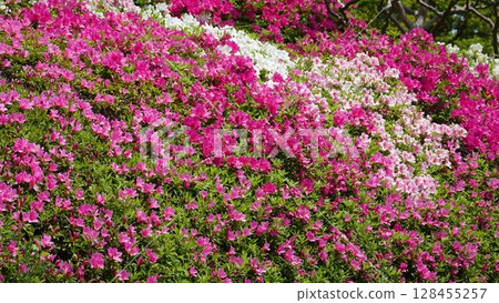 Beautiful azalea flowers Beautiful azalea flowers 128455257