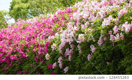 Beautiful azalea flowers Beautiful azalea flowers 128455263