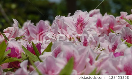 Beautiful azalea flowers Beautiful azalea flowers 128455268