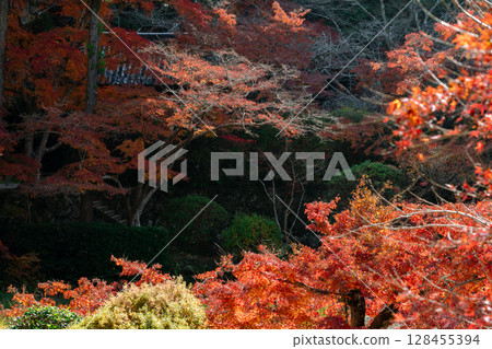Photographing Kamanokuchiyama Chogakuji Temple in Tenri City, Nara Prefecture, in the height of autumn foliage 128455394