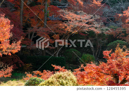 Photographing Kamanokuchiyama Chogakuji Temple in Tenri City, Nara Prefecture, in the height of autumn foliage 128455395