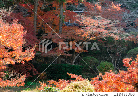 秋葉最盛時節,拍攝奈良郡天理市的鐮口山長岳寺 秋葉最盛時節,拍攝奈良郡天理市的鐮口山長岳寺 128455396