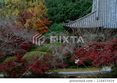 秋葉最盛時節，拍攝奈良郡天理市的鐮口山長岳寺 128455424