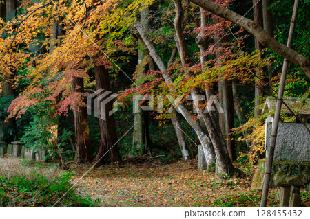 秋葉最盛時節，拍攝奈良郡天理市的鐮口山長岳寺 128455432