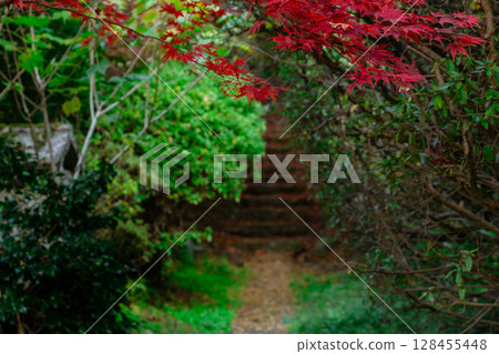 Photographing Kamanokuchiyama Chogakuji Temple in Tenri City, Nara Prefecture, in the height of autumn foliage 128455448