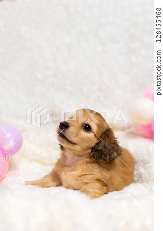Kaninchen Dachshund puppy, 1 and a half months old 128455468