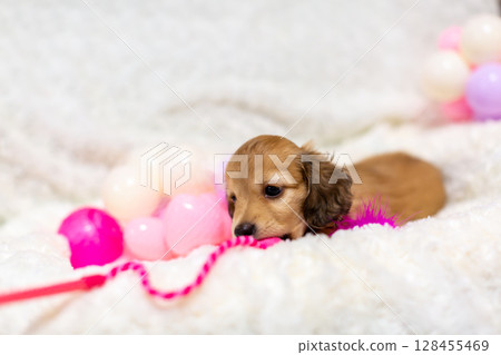 Kaninchen Dachshund puppy, 1 and a half months old 128455469