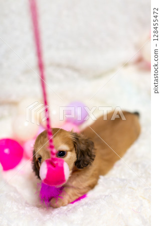 Kaninchen Dachshund puppy, 1 and a half months old 128455472
