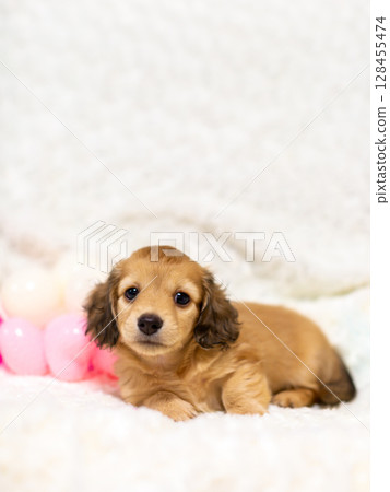 Kaninchen Dachshund puppy, 1 and a half months old Kaninchen Dachshund puppy, 1 and a half months old 128455474