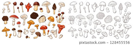Set of cartoon style mushroom illustration including inedible and edible fungi. Perfect for educational, botanical, food forest, nature and cooking themed design. Set of cartoon style mushroom illustration including inedible and edible fungi. Perfect for educational, botanical, food forest, nature and cooking themed design. 128455556