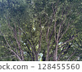 Big tree seen from below 128455560