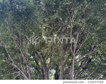 Big tree seen from below Big tree seen from below 128455560