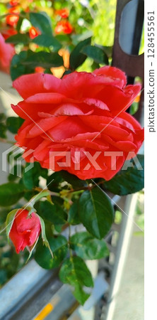 Close-up of a vibrant red rose and bud. Beautiful red flowers. Close-up of a vibrant red rose and bud. Beautiful red flowers. 128455561