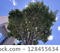 A large tree and the building at Kawanishi City Hall 128455634