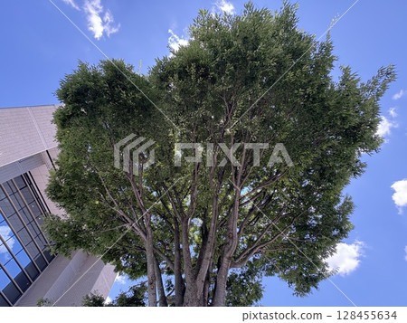 A large tree and the building at Kawanishi City Hall A large tree and the building at Kawanishi City Hall 128455634