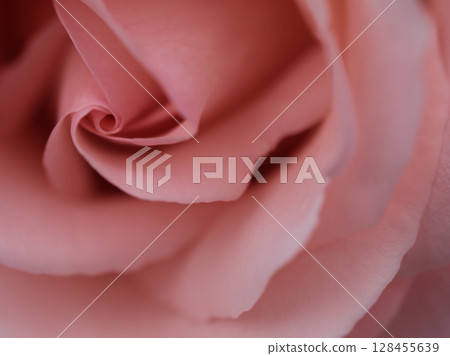 「新娘粉紅」是一種五月盛開的美麗粉紅玫瑰。 128455639