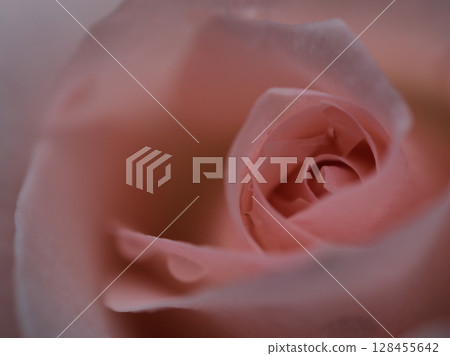 "Bridal Pink" is a beautiful pink rose that bloomed in May. 128455642