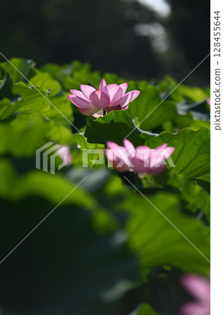 Floating lotus flower 128455644