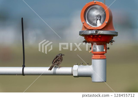 宮城縣名取市，一隻紅脅鹀將翅膀停在設備上 128455712