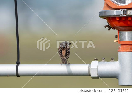 A red-flanked bunting resting its wings on a piece of equipment in Natori City, Miyagi Prefecture 128455713