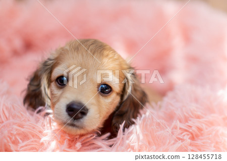 Kaninchen Dachshund puppy, 1 and a half months old Kaninchen Dachshund puppy, 1 and a half months old 128455718