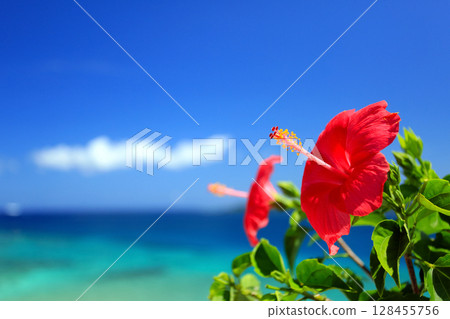 Okinawa's blue sea, blue sky and bright red hibiscus Okinawa's blue sea, blue sky and bright red hibiscus 128455756