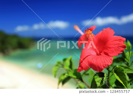 沖繩的蔚藍大海、藍天和鮮紅的芙蓉 128455757