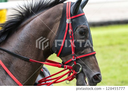 Scene from the racecourse: Horses entering the main track, Fukushima City, Fukushima Prefecture Scene from the racecourse: Horses entering the main track, Fukushima City, Fukushima Prefecture 128455777