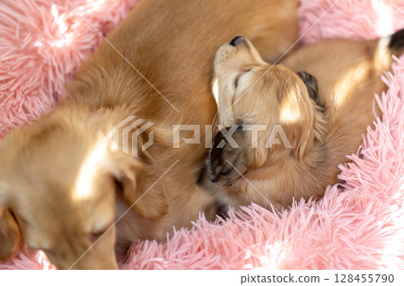 Kaninchen Dachshund Parent and Child, 1.5 Months Old Puppy 128455790