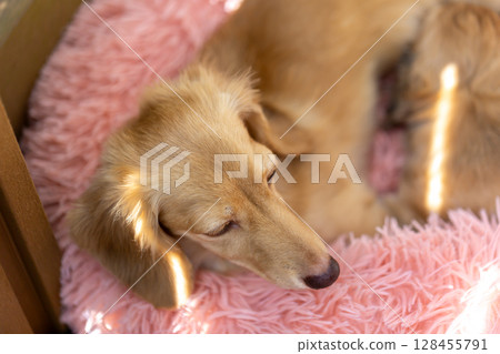 Kaninchen Dachshund Parent and Child, 1.5 Months Old Puppy 128455791