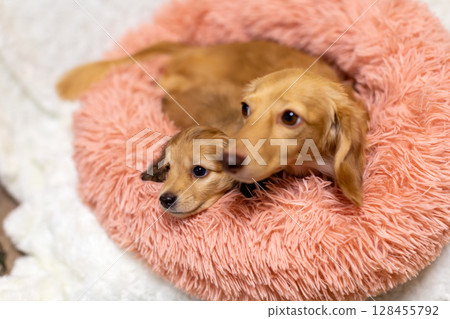 Kaninchen Dachshund Parent and Child, 1.5 Months Old Puppy 128455792