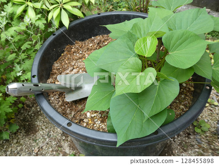 Photo of home gardening, growing sweet potatoes in a planter Photo of home gardening, growing sweet potatoes in a planter 128455898