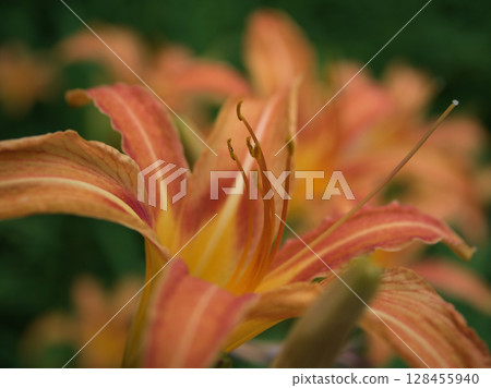 七月盛開的美麗橙色黃花菜 128455940