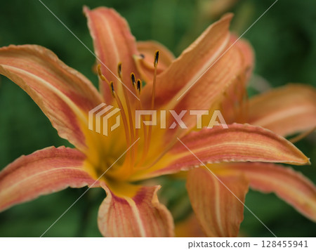 七月盛開的美麗橙色黃花菜 七月盛開的美麗橙色黃花菜 128455941