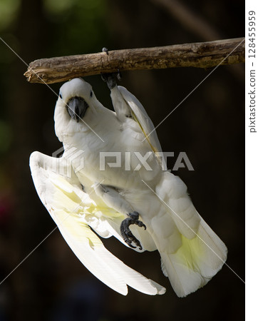 Funny Pose of Yellow Crested Cookatoo Parrot , Close-up 128455959