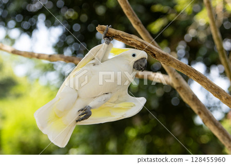 Funny Pose of Yellow Crested Cookatoo Parrot , Close-up 128455960