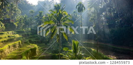 Aerial drone view of Tegallalang Rice fields terraces in Ubud, Bali, Indonesia Aerial drone view of Tegallalang Rice fields terraces in Ubud, Bali, Indonesia 128455973