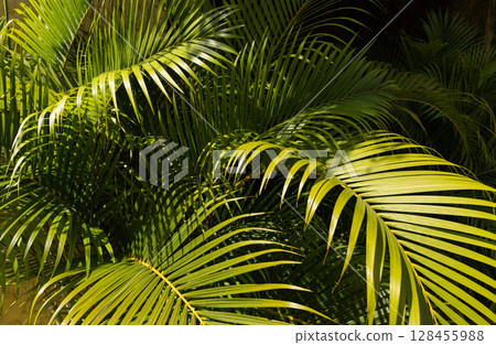 Nature background with green tropical palm leaves . Summer abstract background 128455988