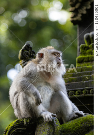 Long-tailed macaque monkey in the Sacred Forest Sanctuary in Ubud, Bali, Indonesia. The Sacred Monkey Forest Sanctuary is a nature reserve and temple complex 128456001