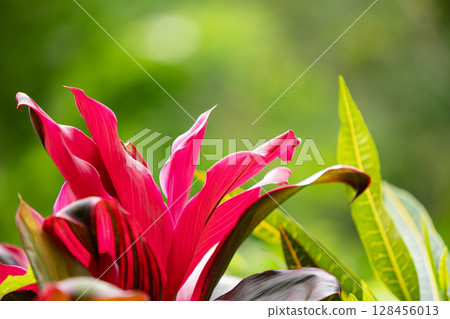 Nature background with green tropical leaves and multicolored flowers . Summer abstract background Nature background with green tropical leaves and multicolored flowers . Summer abstract background 128456013