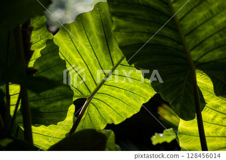 Nature background with green tropical leaves and multicolored flowers . Summer abstract background 128456014
