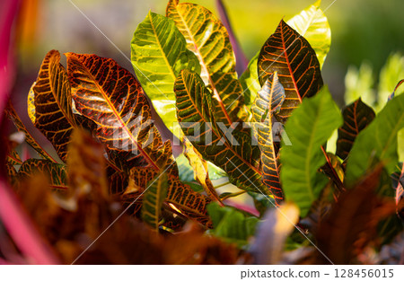 Nature background with green tropical leaves and multicolored flowers . Summer abstract background Nature background with green tropical leaves and multicolored flowers . Summer abstract background 128456015