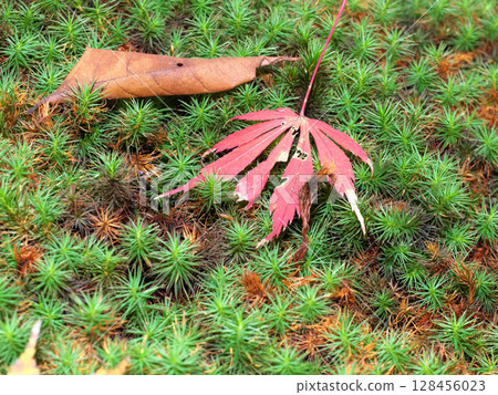 落在青苔的秋葉 落在青苔的秋葉 128456023