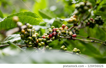 Close up fresh red and green coffee cherries in coffee plantations Close up fresh red and green coffee cherries in coffee plantations 128456026