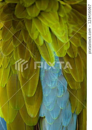 Close up of a beautiful Blue and Yellow Macaw (Ara ararauna) Close up of a beautiful Blue and Yellow Macaw (Ara ararauna) 128456067