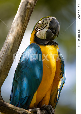 Close up of a beautiful Blue and Yellow Macaw (Ara ararauna) 128456068