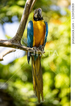 Close up of a beautiful Blue and Yellow Macaw (Ara ararauna) Close up of a beautiful Blue and Yellow Macaw (Ara ararauna) 128456069