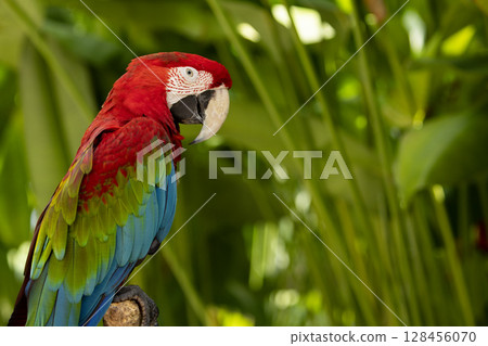 Colorful portrait of Red Macaw parrot against jungle. Wildlife and rainforest exotic tropical bird 128456070