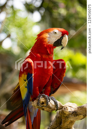 Colorful portrait of Red Macaw parrot against jungle. Wildlife and rainforest exotic tropical bird 128456075