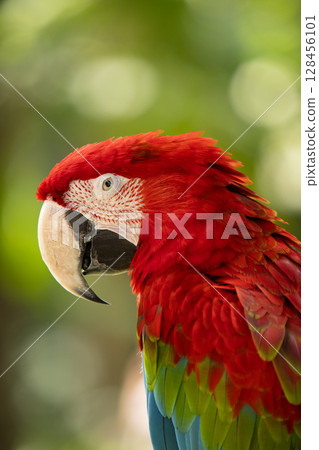 Colorful portrait of Red Macaw parrot against jungle. Wildlife and rainforest exotic tropical bird Colorful portrait of Red Macaw parrot against jungle. Wildlife and rainforest exotic tropical bird 128456101